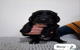Mixed Breed dogs for sale:  Minature Dachshunds x Spaniel pups  - Advert 6
