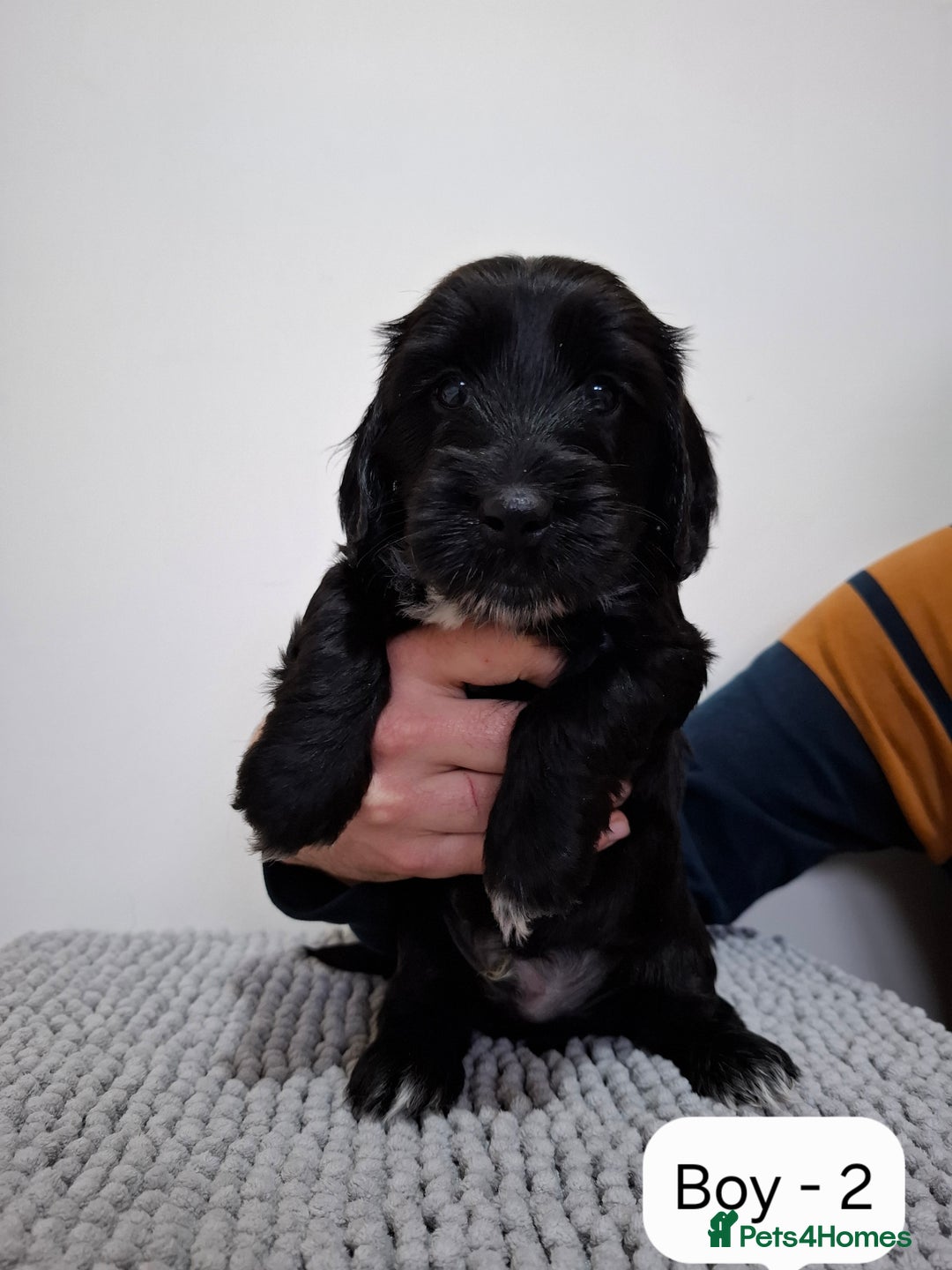 Mixed Breed dogs for sale:  Minature Dachshunds x Spaniel pups  - Advert 6