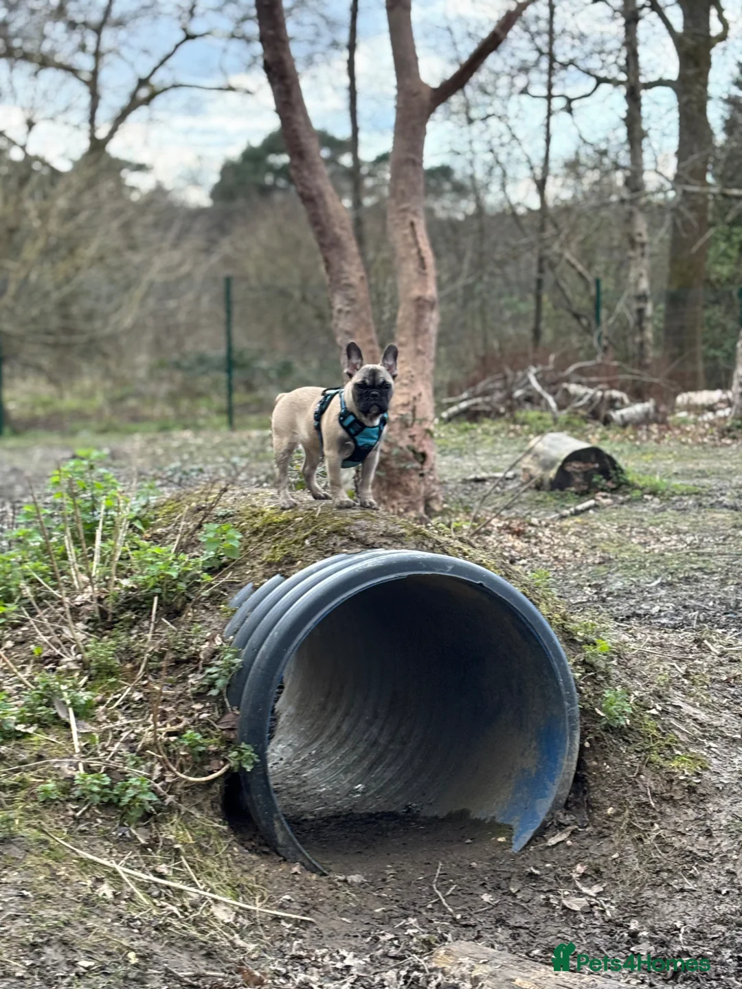 French Bulldog dogs for sale: French bulldog  in Crawley - Advert 2