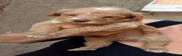 Cockapoo dogs for sale: 6 week old pups - Advert 10
