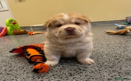 Mixed Breed dogs for sale: Genuine Chowski puppies  - Image 7