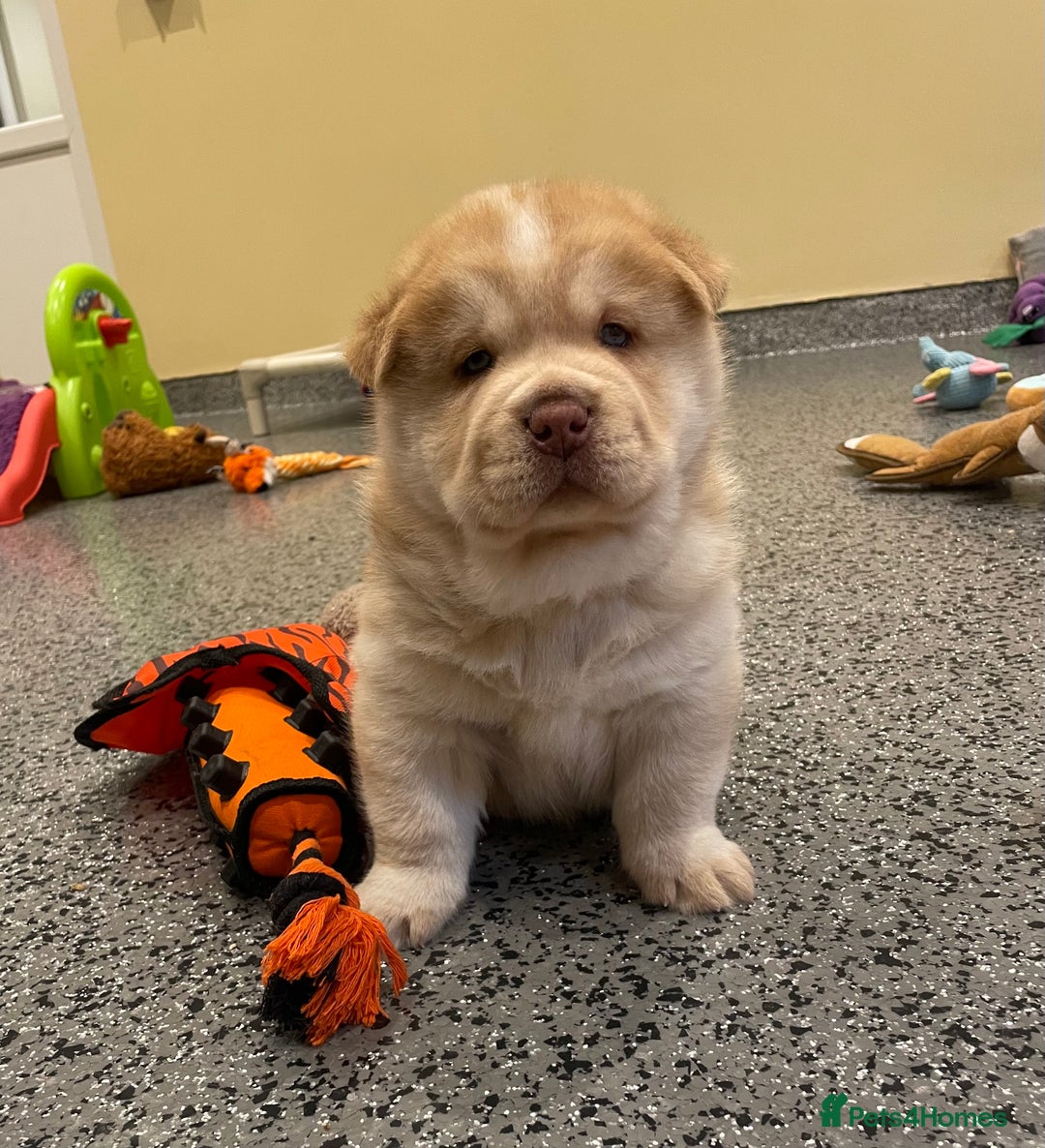 Mixed Breed dogs for sale: Genuine Chowski puppies  - Image 7