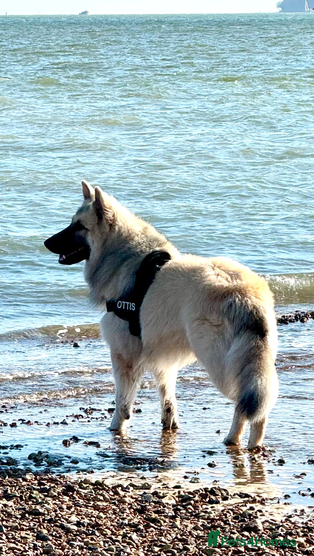 German Shepherd dogs for stud: FOR STUD. CREAM SABLE. LONG COATED. HEALTH TESTED in Royston - Advert 2