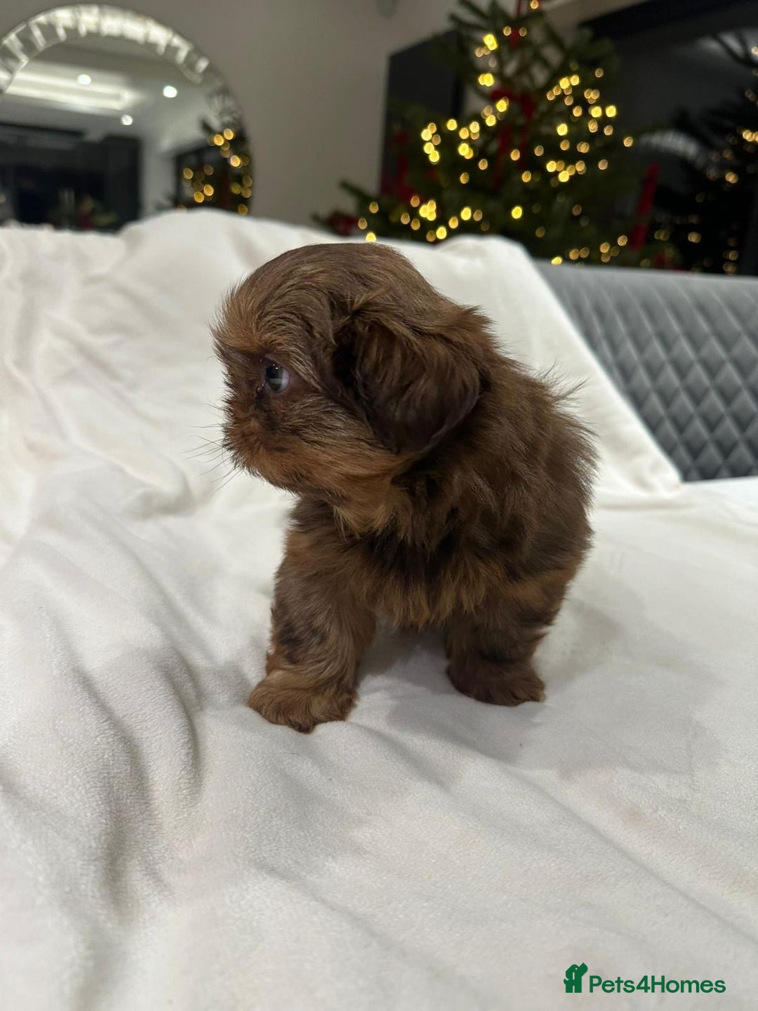 Shih Tzu dogs for sale: kC Imperial Shih tzu Ready now only 1 girl left  - Advert 7