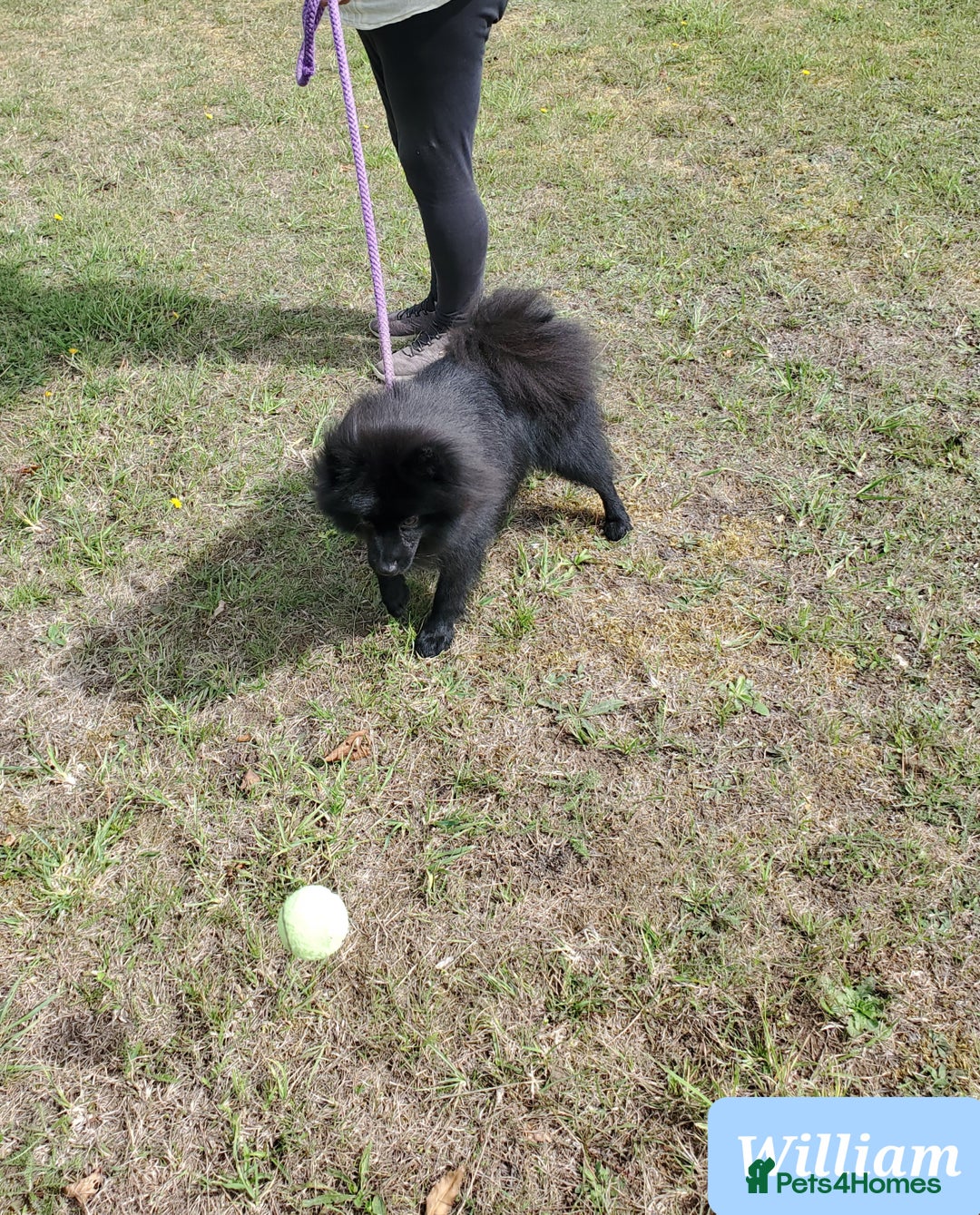 German Spitz dogs for sale: Wonderful William Looking For Loving Home - Image 6
