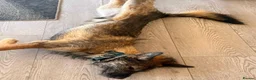 Mixed Breed dogs for adoption: Meet Bryn, currently residing in Essex  in Romford - Advert 3