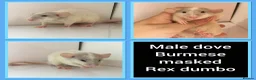 Rat rodents for sale: Adorable Baby Rats for Sale xx - Advert 33