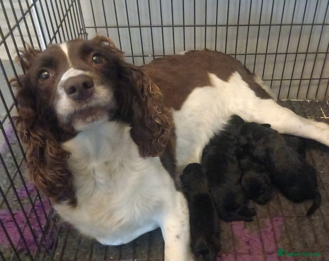 Sproodle dogs for sale: Sproodle pups for sale - Advert 4