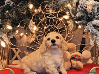 Miniature Dachshund dogs Exquisite Long Coat Cream & Black & Tan Babies - Advert 6