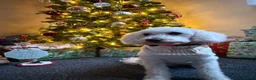 Cavapoo dogs for sale: 6 beautiful Cavapoo puppies - Advert 3