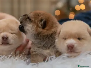 Japanese Shiba Inu dogs Elite Japanese Shiba Inu puppies, pure excellence - Advert 12