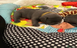 French Bulldog dogs for sale: French bulldog pups  - Image 4