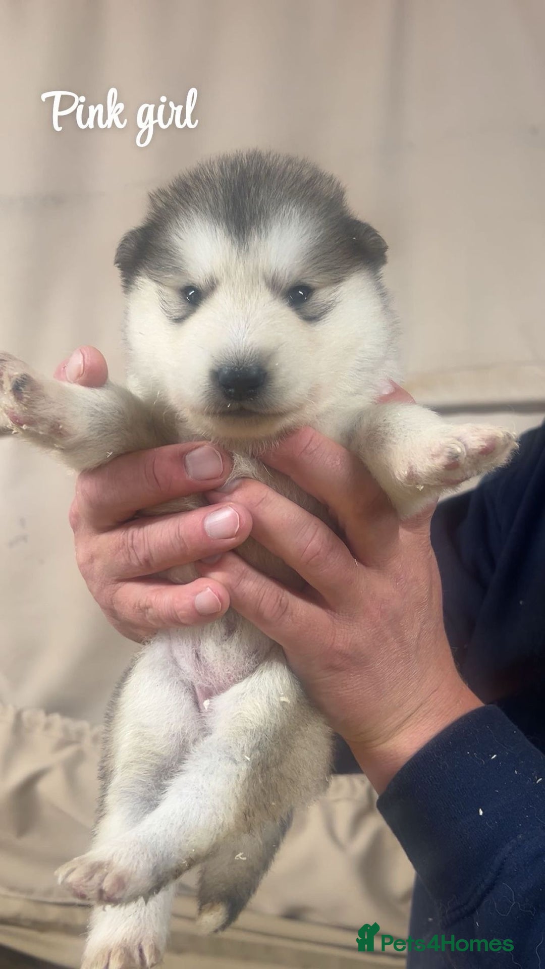 Alaskan Malamute dogs for sale: Pure breed Alaskan malamute puppies - Image 5