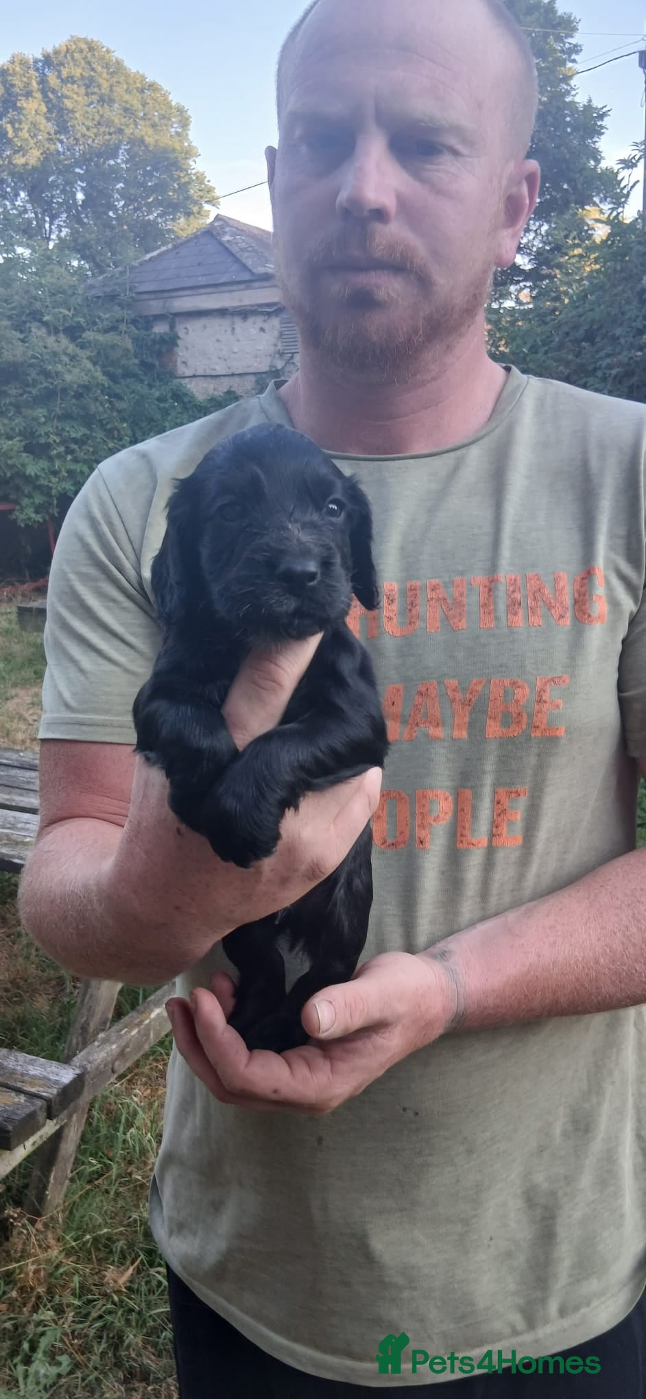 Cocker Spaniel dogs Kc Reg health tested working cocker spaniels  - Advert 1