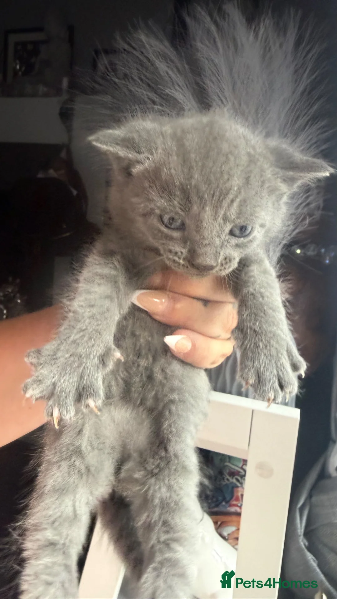 Mixed Breed cats for sale: Cute little blue babies - Advert 2