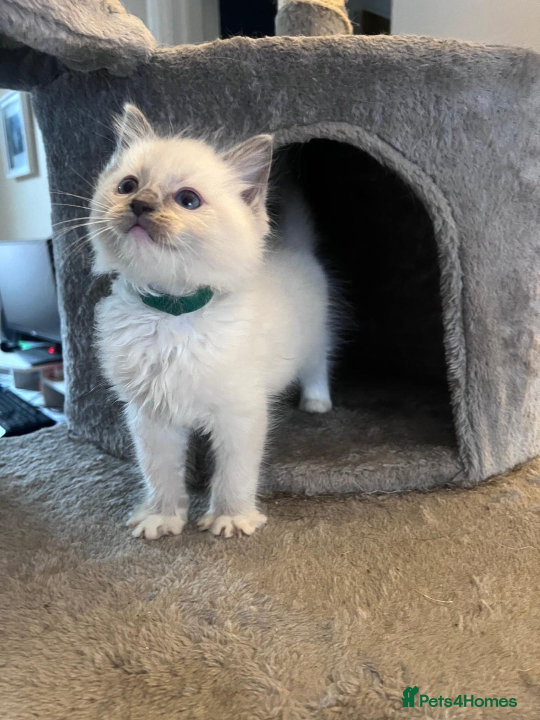 Ragdoll cats for sale: Stunning Ragdoll kittens for sale - Image 39