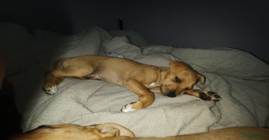 Mixed Breed dogs - Advert 12