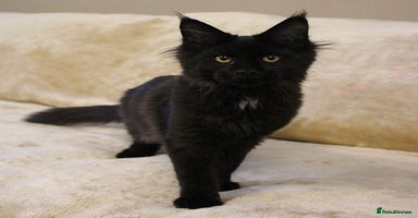 Maine Coon cats - Advert 10