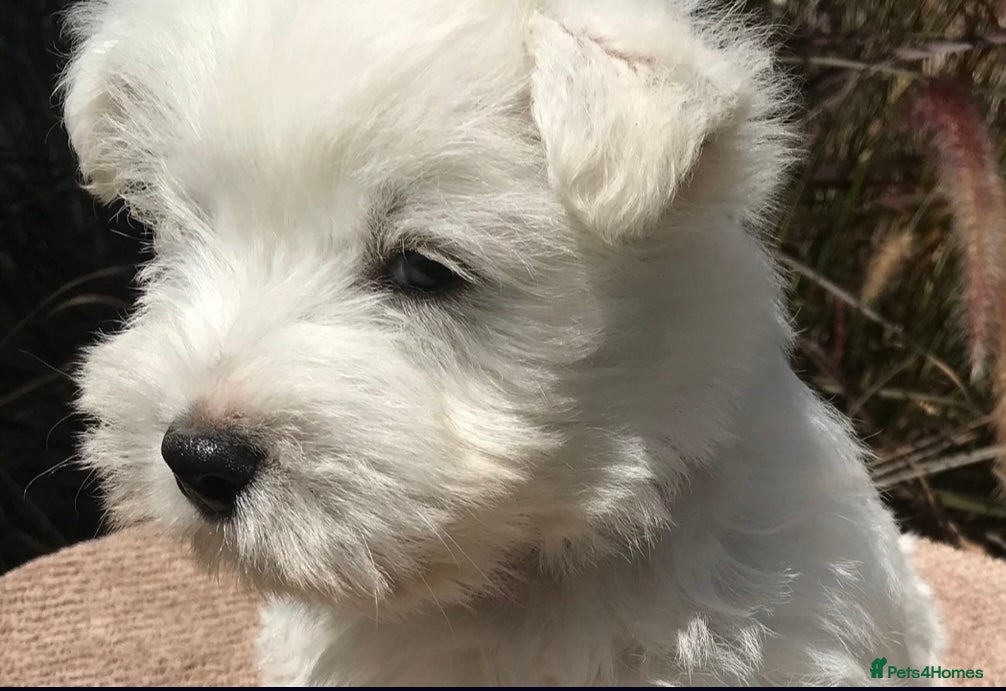 West Highland Terrier dogs KC Reg & Health Tested West Highland Terrier Pups - Advert 1