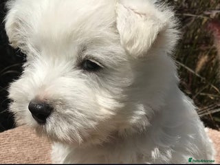 West Highland Terrier dogs KC Reg & Health Tested West Highland Terrier Pups - Advert 1