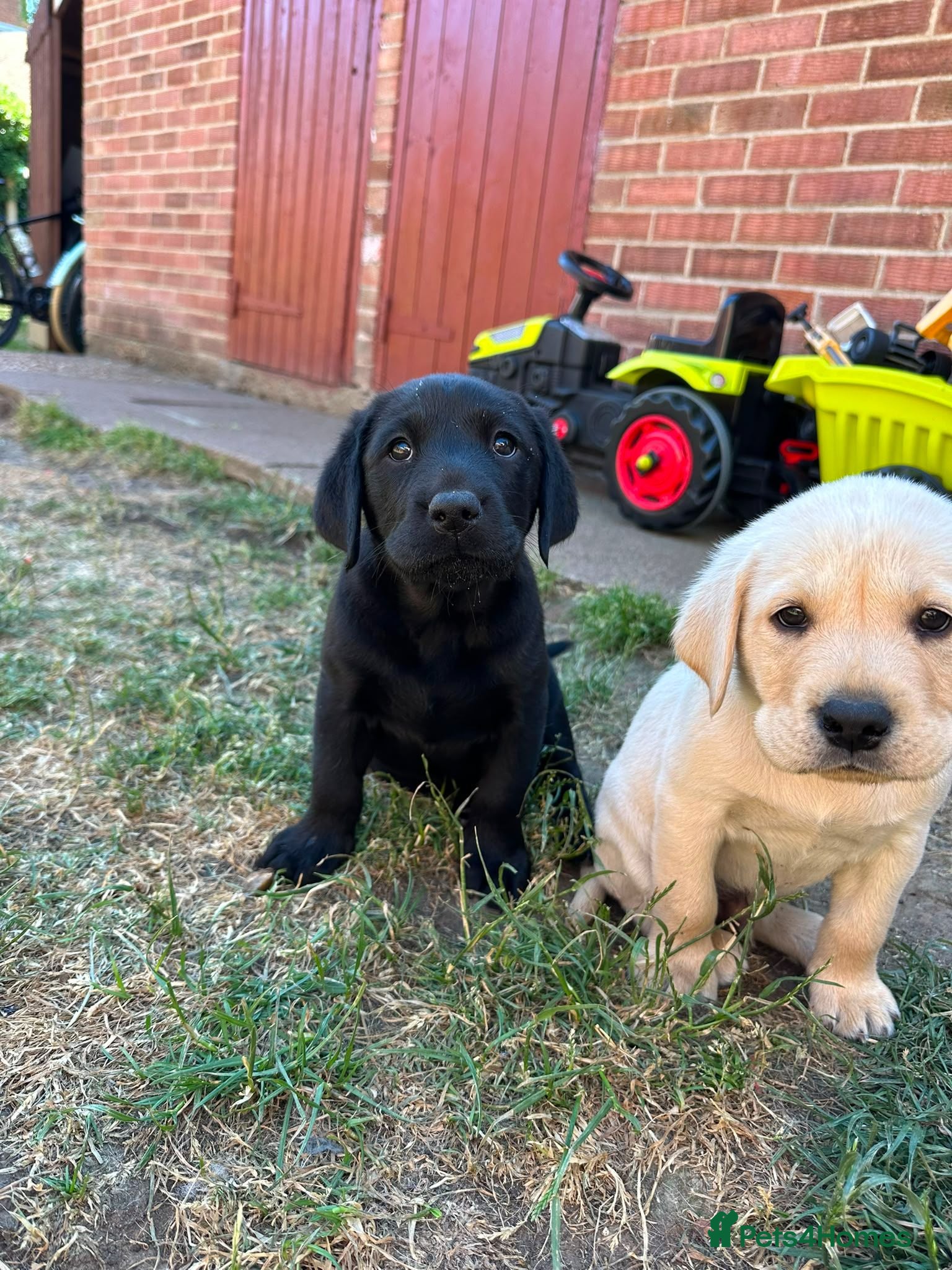 Labrador Retriever dogs (3 left) ADORABLE LABRADOR PUPPIES FOR SALE 🐾 - Advert 1