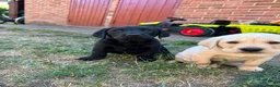 Labrador Retriever dogs for sale: (3 left) ADORABLE LABRADOR PUPPIES FOR SALE 🐾  - Advert 1