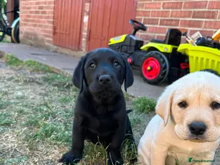Labrador Retriever dogs (3 left) ADORABLE LABRADOR PUPPIES FOR SALE 🐾 - Advert 1