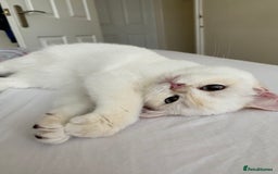 British Shorthair cats for sale: British shorthair golden point - Image 3