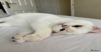 British Shorthair cats - Advert 4
