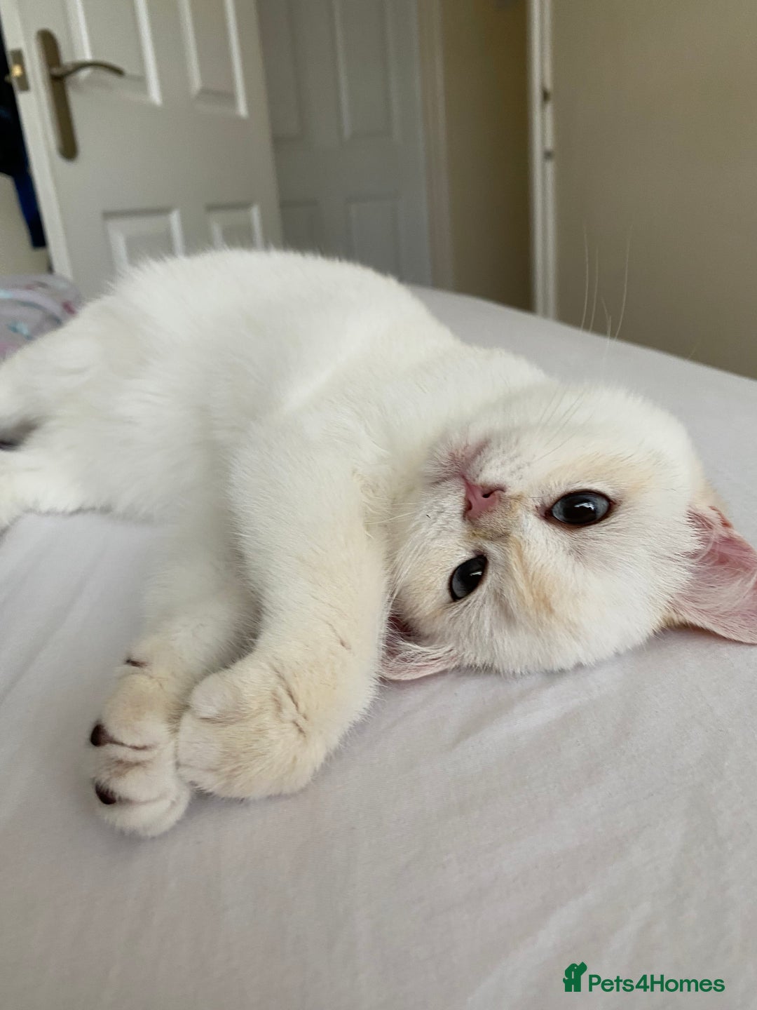 British Shorthair cats for sale: British shorthair golden point - Image 3