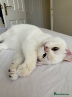 British Shorthair cats - Advert 4