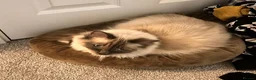 Ragdoll cats for sale: Beautiful Male Ragdoll – Cuddly, Playful in Nuneaton - Advert 9