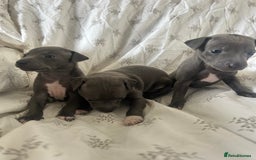 Italian Greyhound dogs for sale: 1 boy left  - Image 12