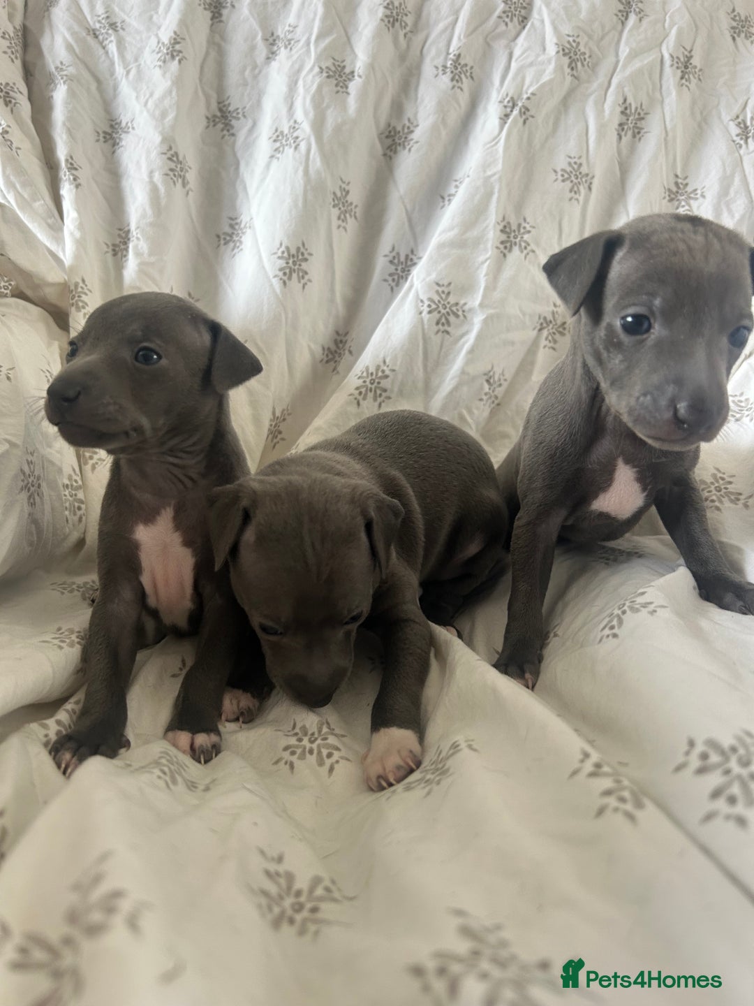 Italian Greyhound dogs for sale: 1 boy left  - Image 12