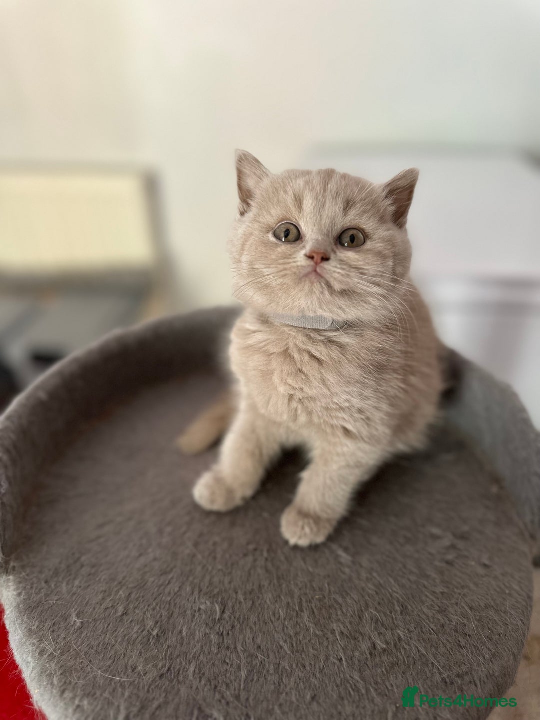 British Shorthair cats for sale: British shorthair kittens  - Image 19