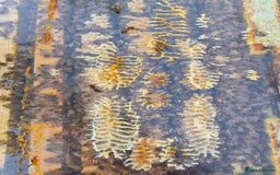Mixed Breed invertebrates for sale: Over Wintered Nucs for sale. Buckfast Honey Bees.  - Advert 2