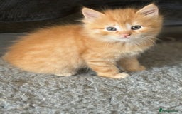 Ragdoll cats for sale: Fluffy Ragdoll cross kittens  - Image 9