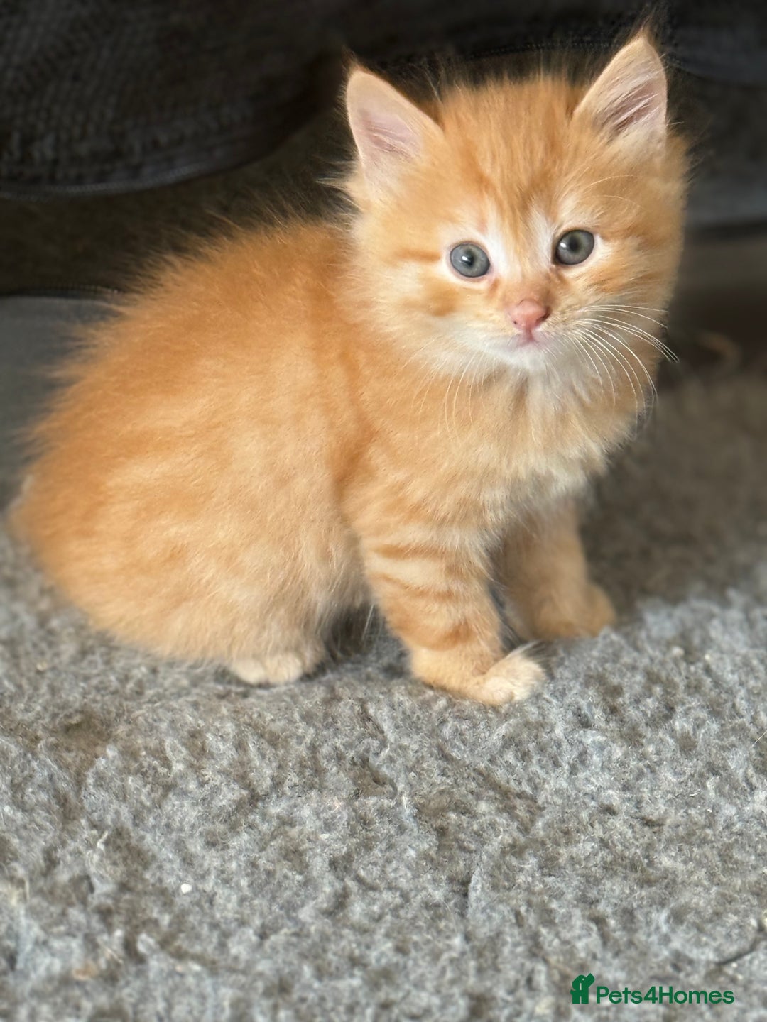 Ragdoll cats for sale: Fluffy Ragdoll cross kittens  - Image 9