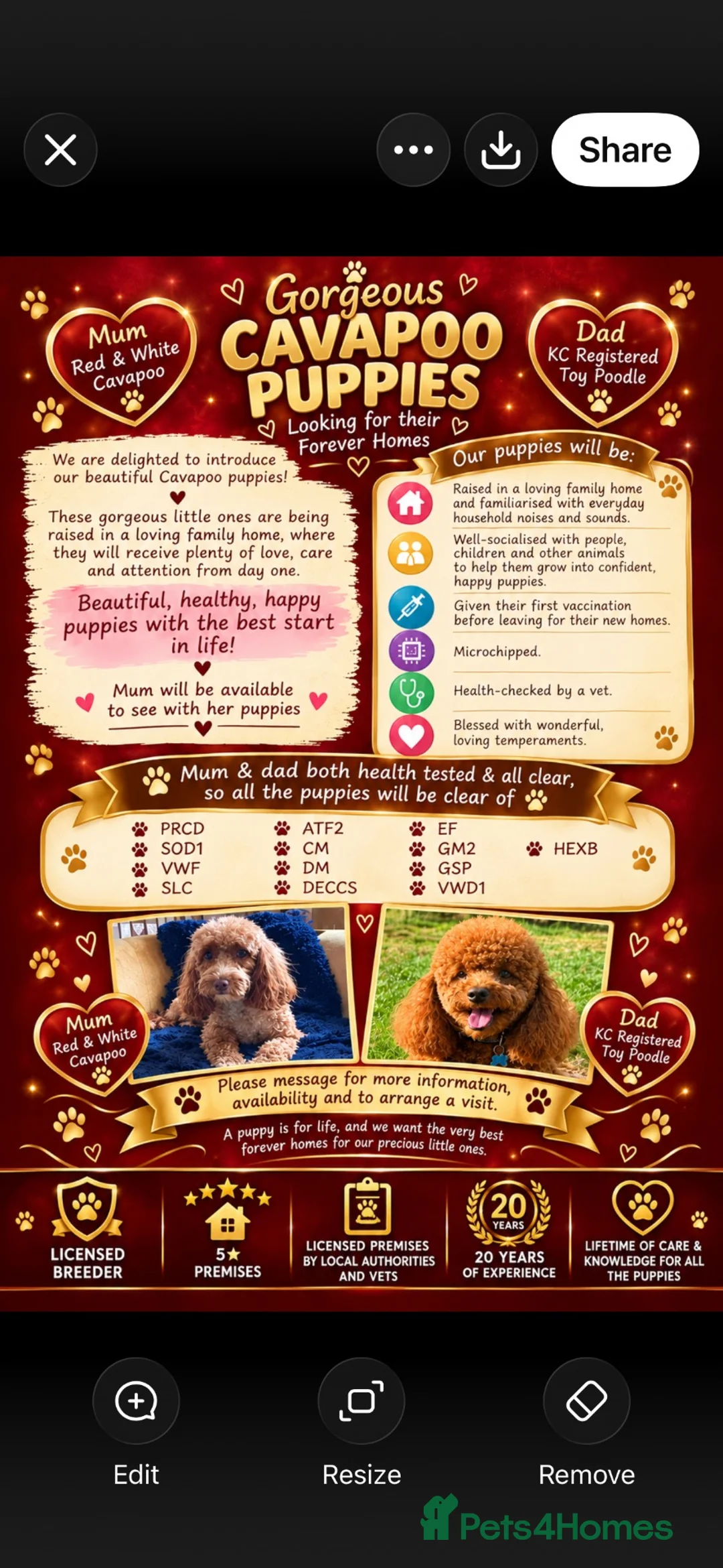 Cavapoo dogs for sale: Gorgeous litter of Cavapoo puppies  in King's Lynn - Advert 1