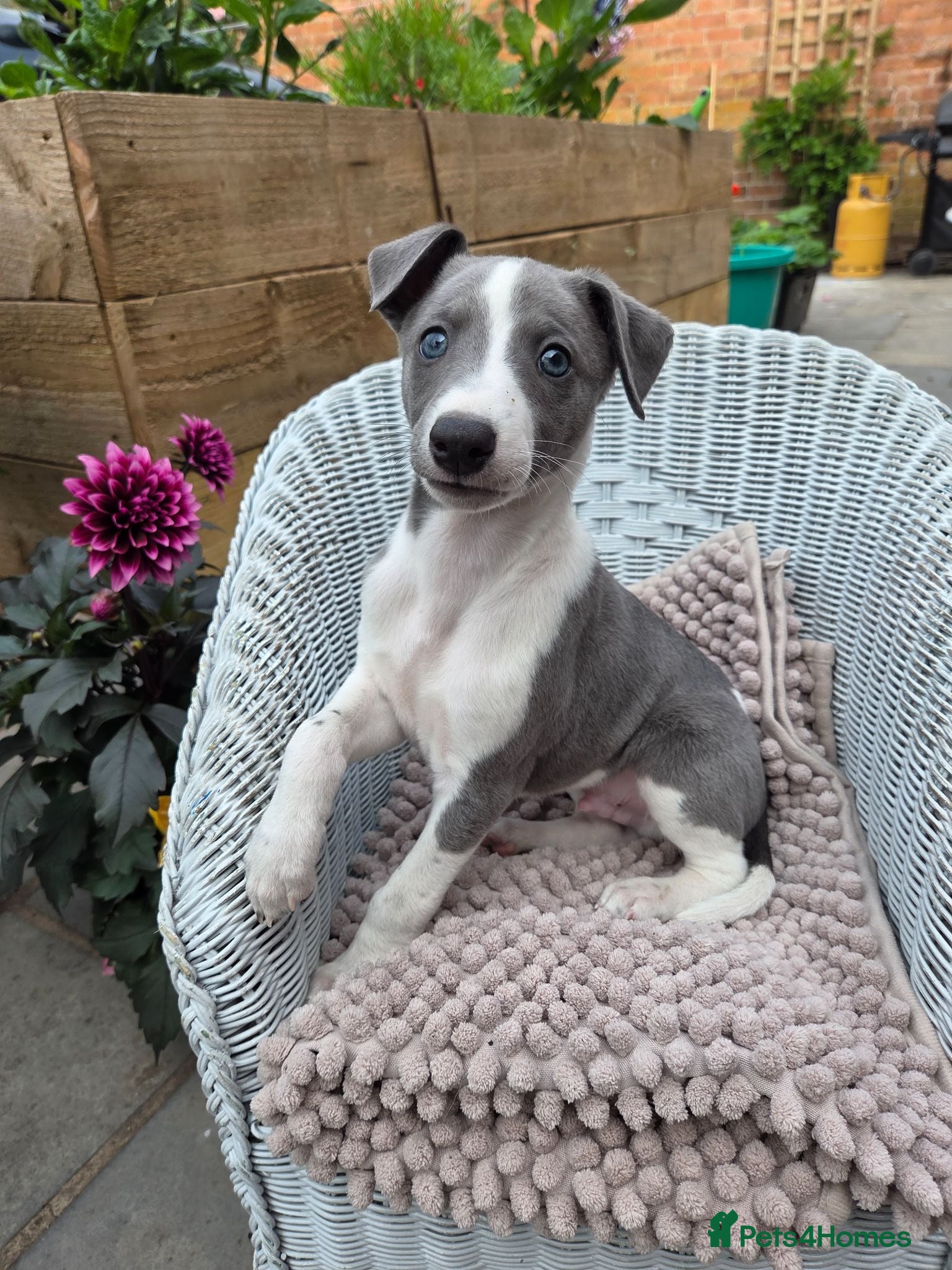 Whippet dogs KC Whippet Puppies - Advert 12