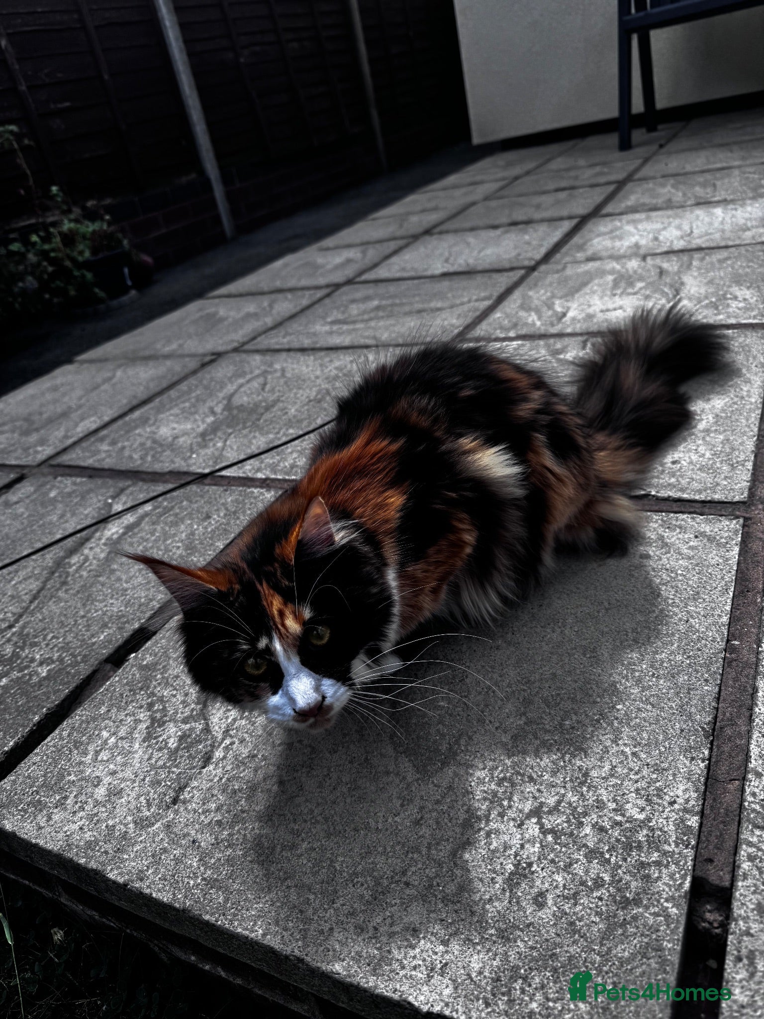 Maine Coon cats Stunning 6-Month-Old Maine Coon Kitten - Advert 1