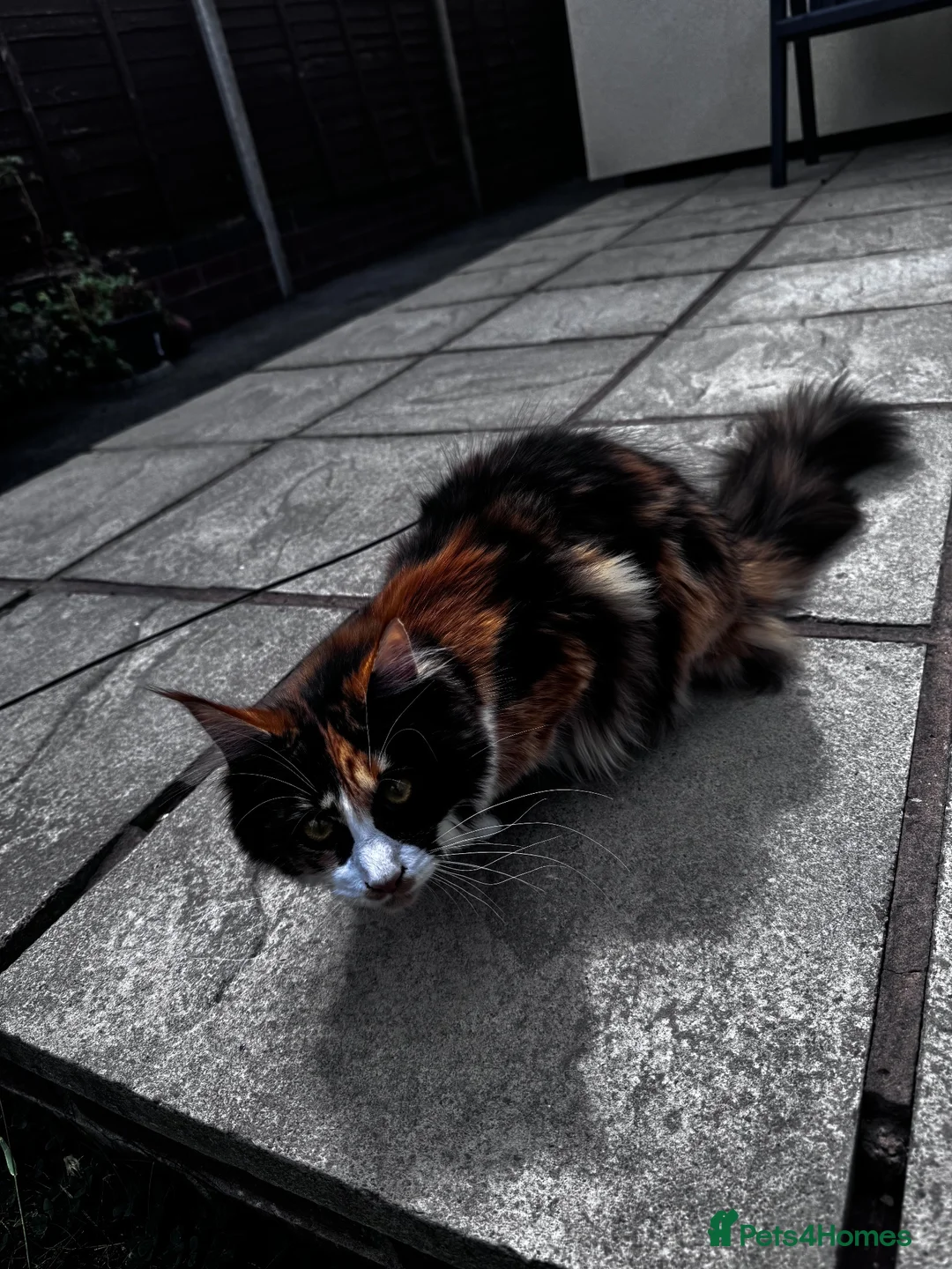 Maine Coon cats for sale: Stunning 6-Month-Old Maine Coon Kitten in Coventry - Advert 1