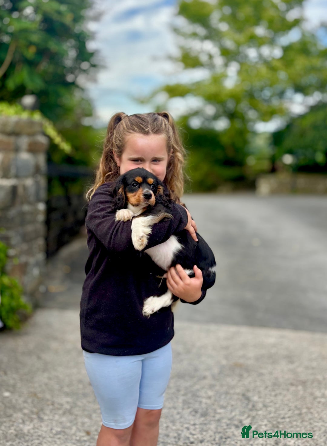 Cavalier King Charles Spaniel dogs for sale: Gorgeous Black Tan and Tri Cavalier Puppies - Image 10