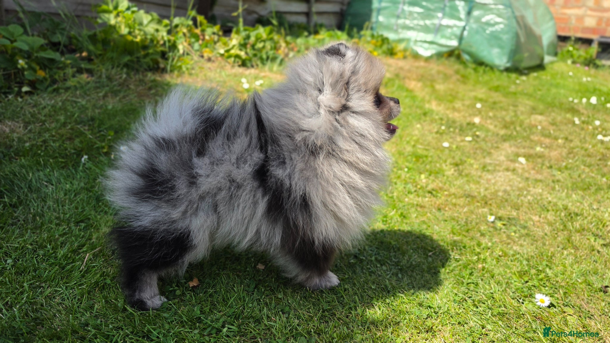 Pomeranian dogs for sale: Pomeranian puppies home raised  - Advert 7