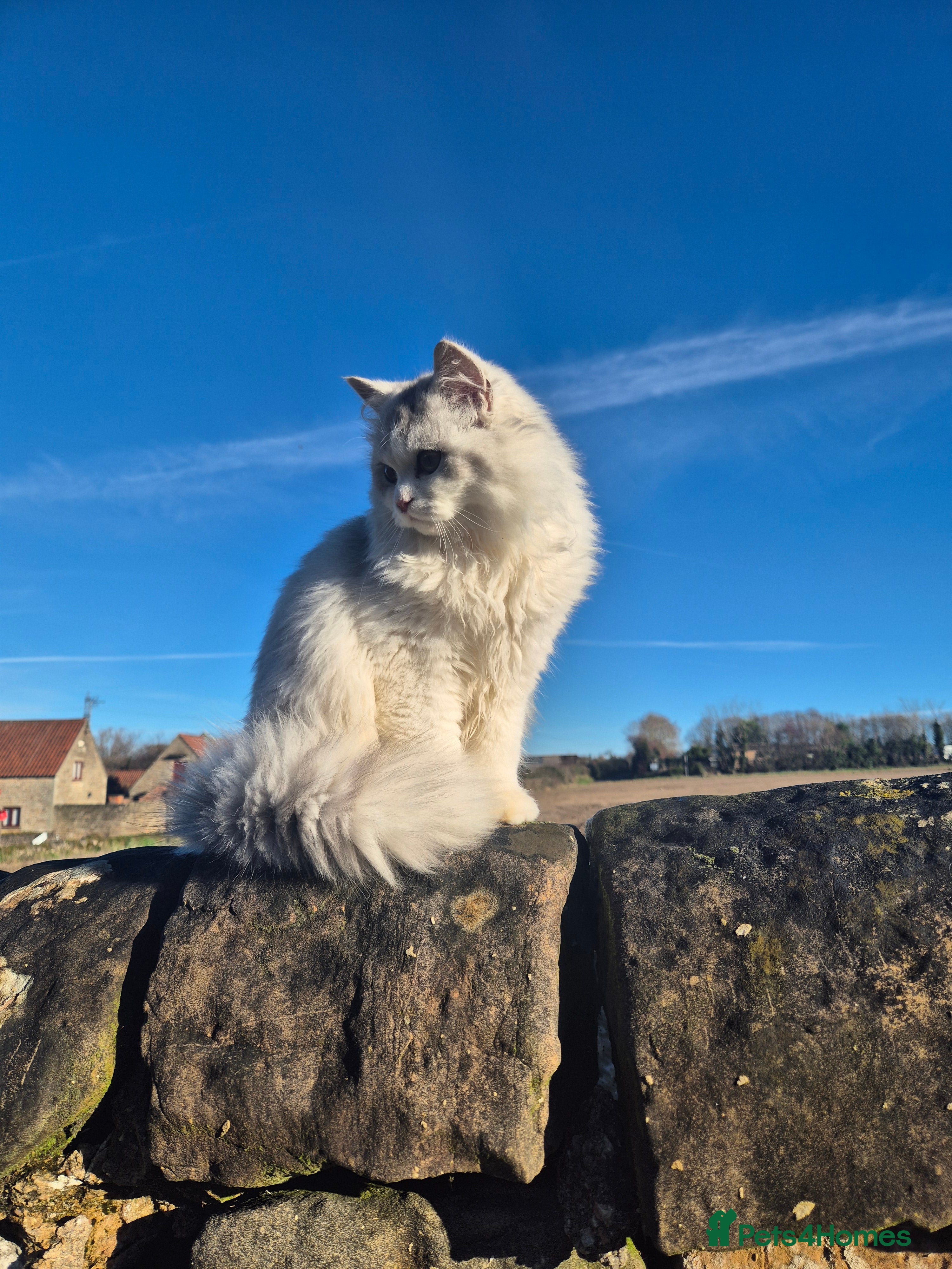 Persian cats Storm for stud  - Advert 1