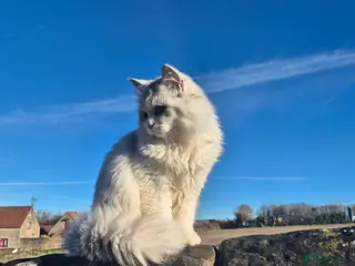 Persian cats Storm for stud - Advert 1