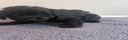 Cockapoo dogs for sale: 🐶 Beautiful F1B Cockapoo Puppies 🐶 - Advert 16