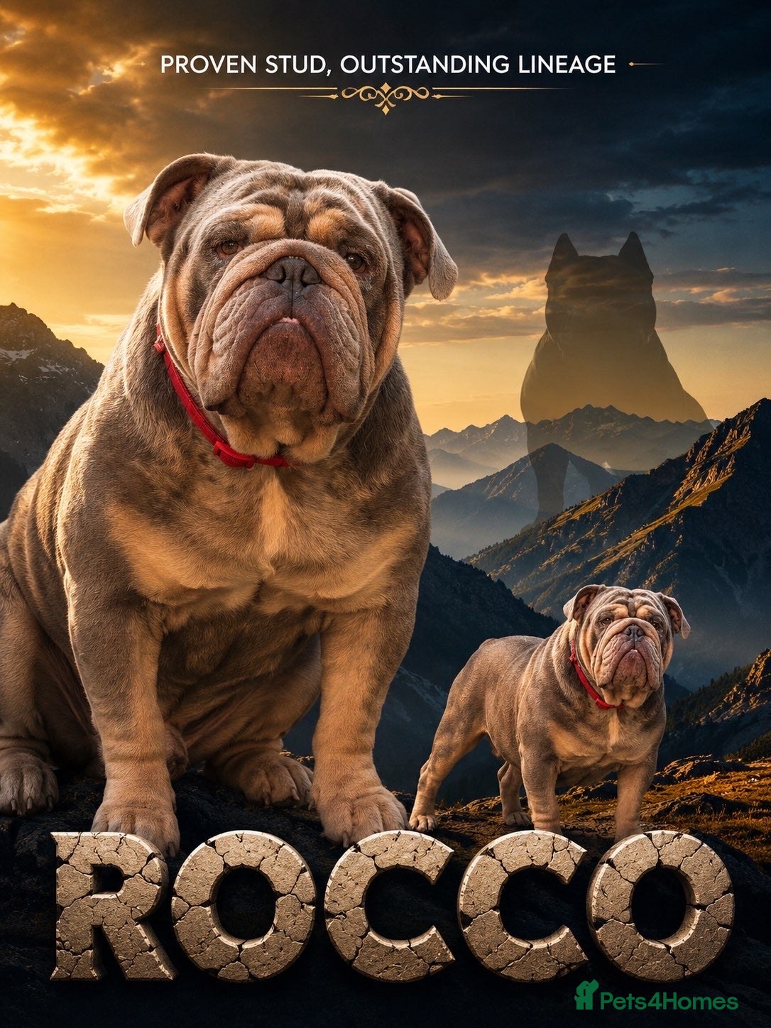 English Bulldog dogs DwKc registered platinum and tan Merle stud only  - Advert 12