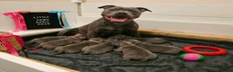 Staffordshire Bull Terrier dogs for sale: Stunning Blue Staffordshire Bull Terrier Puppies  - Advert 2