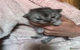 Perdoll cats for sale: Beautiful perdoll babies - Image 8